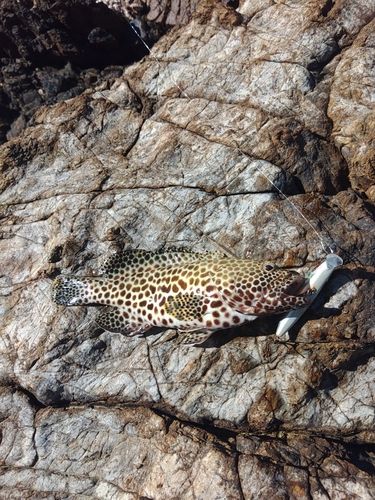 カンモンハタの釣果