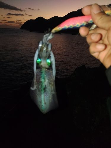 アオリイカの釣果