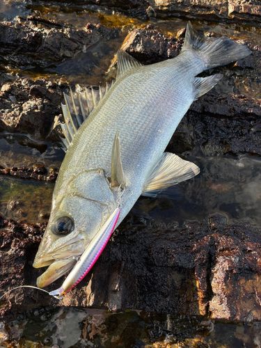 ヒラスズキの釣果