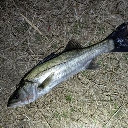 フッコ（マルスズキ）