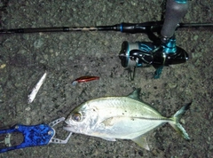 ギンガメアジの釣果