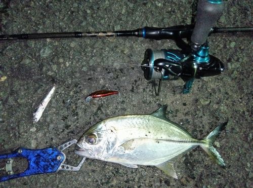 ギンガメアジの釣果