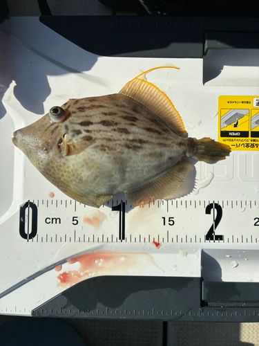 カワハギの釣果