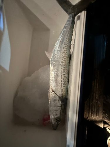 鞠山海遊パーク