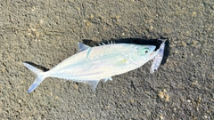 イケカツオの釣果