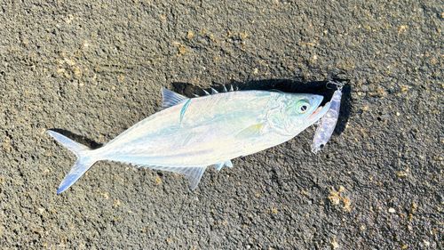 イケカツオの釣果