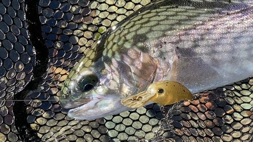 ニジマスの釣果