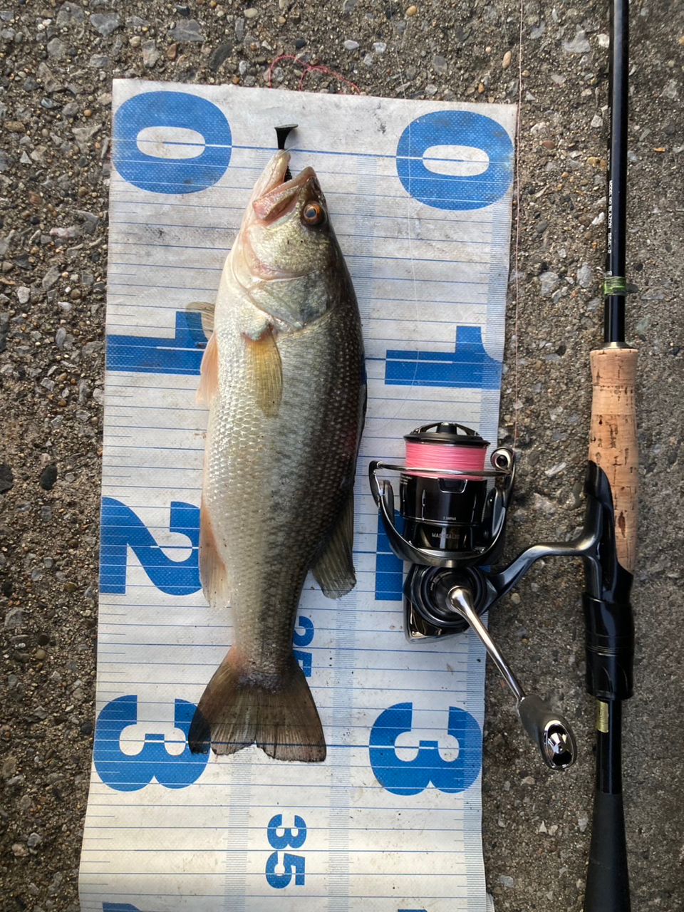 ラージマウスバス