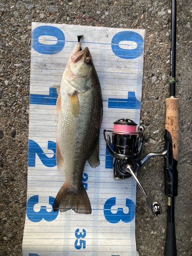 ラージマウスバスの釣果