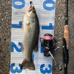 ラージマウスバス