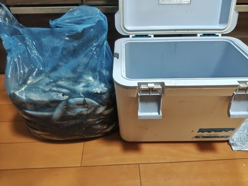 イワシの釣果