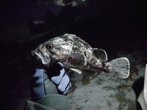 三陸海岸（青森）
