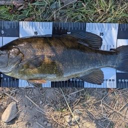 スモールマウスバス