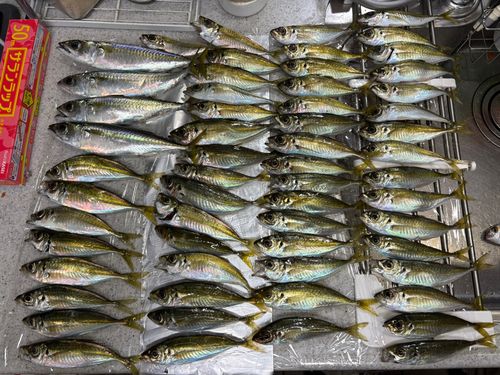 アジの釣果