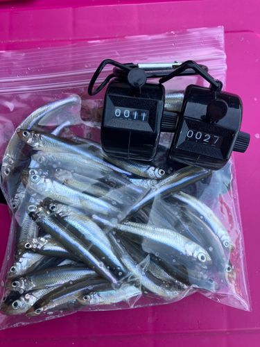 ワカサギの釣果