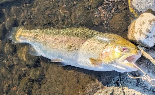 レインボートラウトの釣果