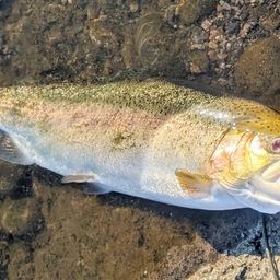 レインボートラウト