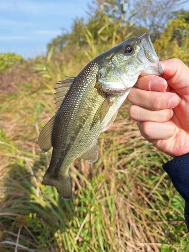 印旛沼中央排水路
