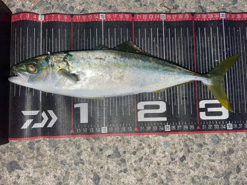 ツバスの釣果