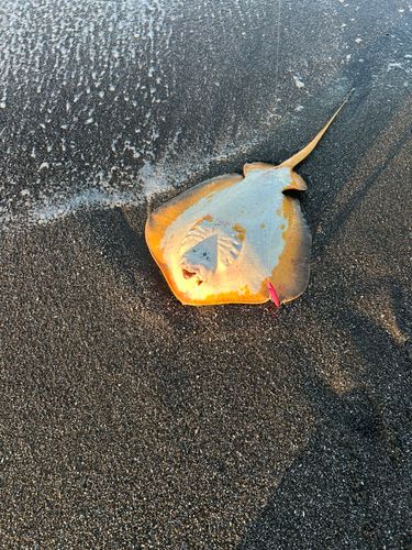 新舞子海岸（富津）