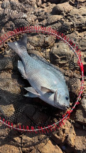 クチブトグレの釣果