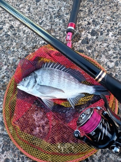 メイタの釣果