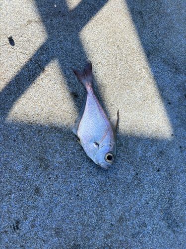 ツマグロハタンポの釣果