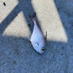 ツマグロハタンポ