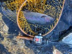 ニジマスの釣果