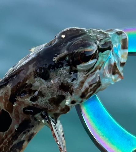 アナハゼの釣果