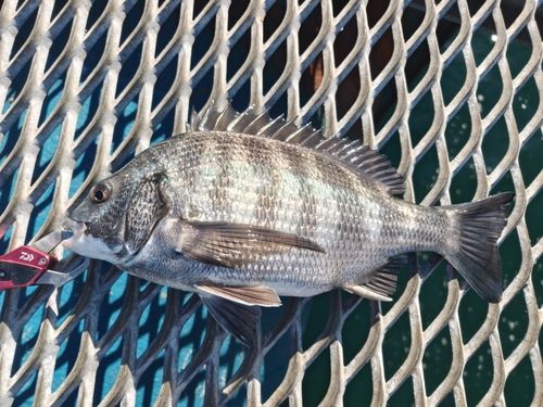 本牧海づり施設