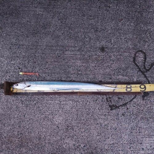 タチウオの釣果