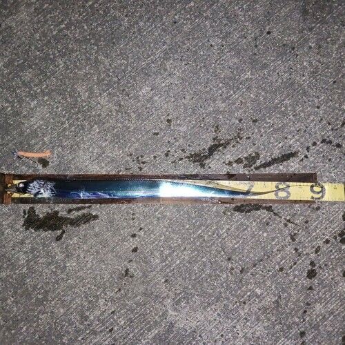 タチウオの釣果