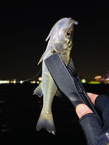 セイゴ（マルスズキ）の釣果