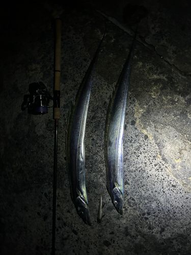 タチウオの釣果