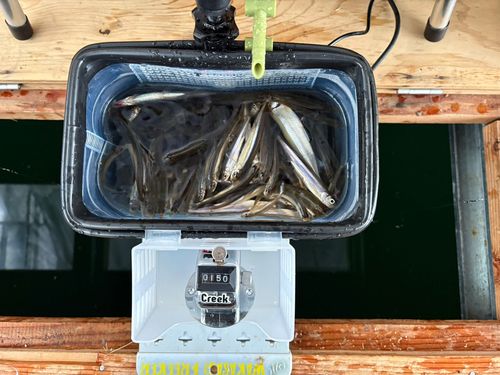 ワカサギの釣果