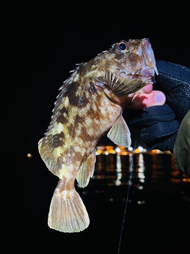 シーサイドコスモ釣り解放区