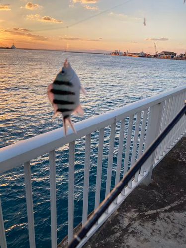 オヤビッチャの釣果
