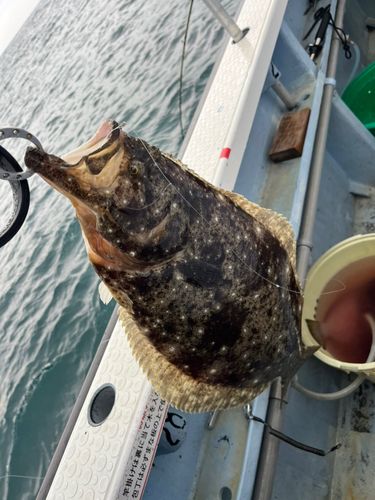 ヒラメの釣果