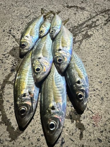 アジの釣果