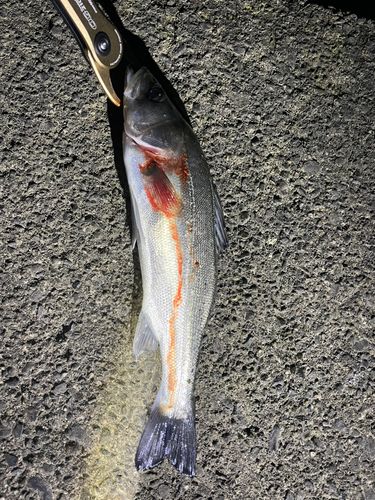 セイゴ（マルスズキ）の釣果