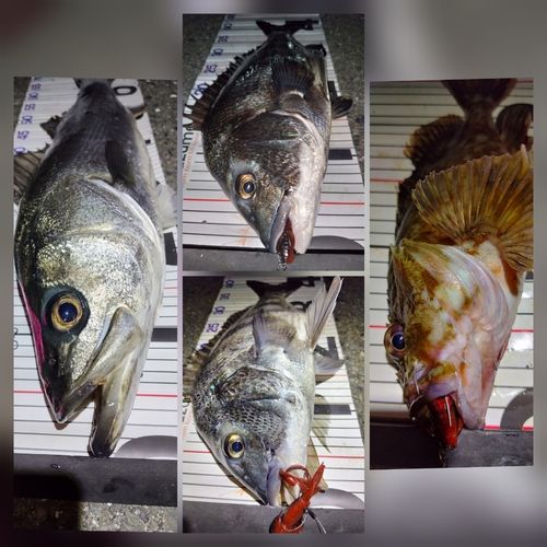 シーバスの釣果