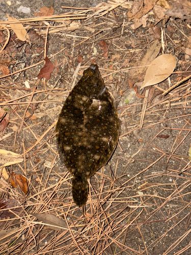 東京湾（アクアライン〜富津）