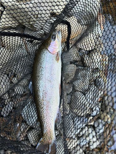 ニジマスの釣果