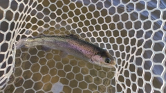 ニジマスの釣果