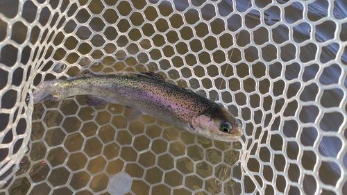 ニジマスの釣果