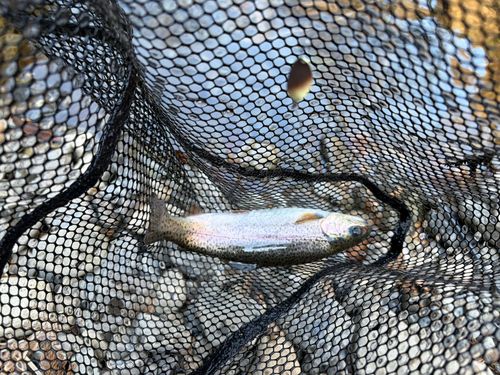 ニジマスの釣果