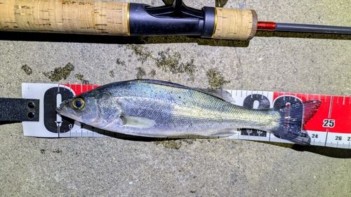 セイゴ（マルスズキ）の釣果