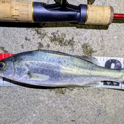 セイゴ（マルスズキ）