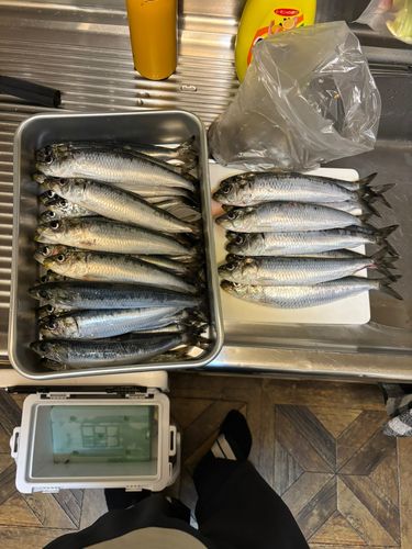 イワシの釣果